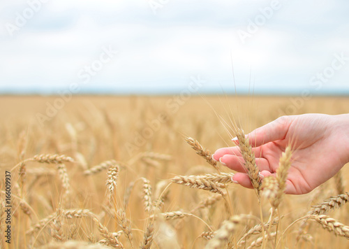 Hand with wheat