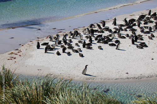 Magellanic penguin colony Gypsy Cove, Falklands (Malvinas)