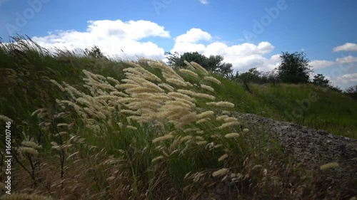 Untouched wild nature, grass on the slopes of the Hadzhibey estuary. Melica transsilvanica, Red Spire, is a species of grass in the Poaceae family photo