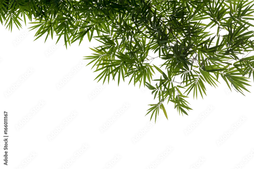 Fototapeta premium Abstract background of colorful bamboo leaves on white background.