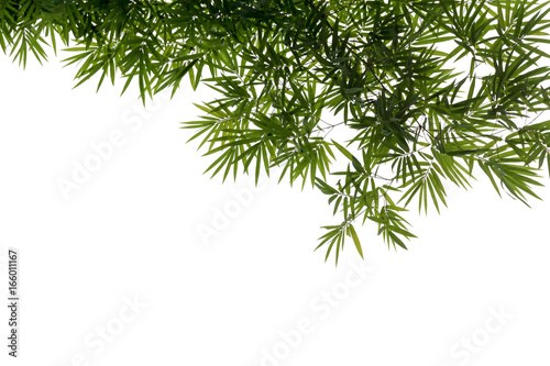 Abstract background of colorful bamboo leaves on white background.