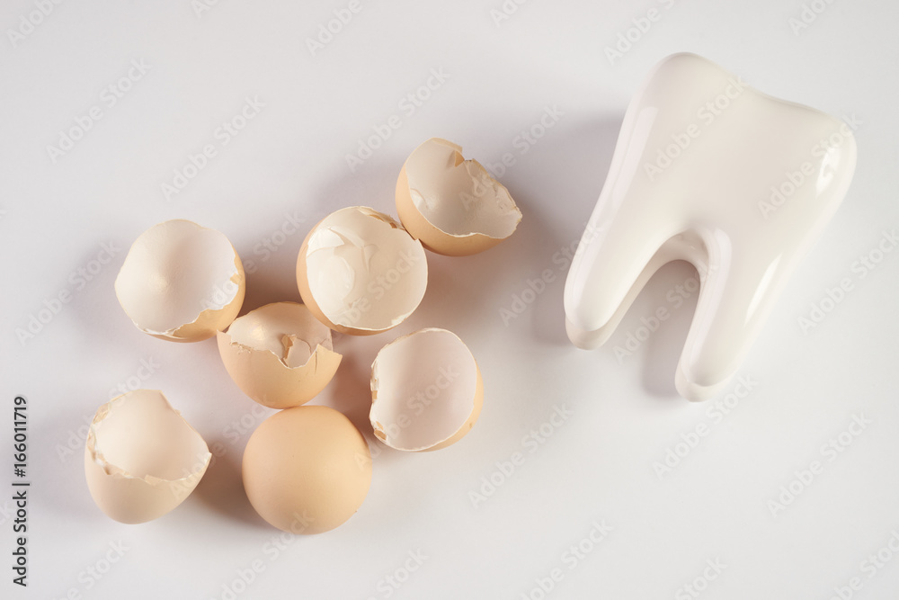 White healthy human tooth model and eggshell isolated on white background with copy space. Concept of healthy nutrition for strengthening teeth White healthy human tooth model and eggshell isolated on white background with copy space. Concept of healthy nutrition for strengthening teeth