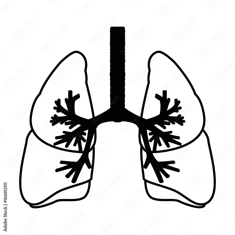 Fototapeta premium human lungs anatomy medical science internal organ trachea