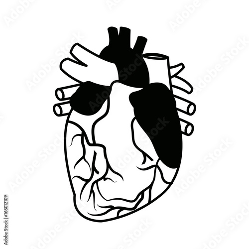 anatomy of the human heart medical