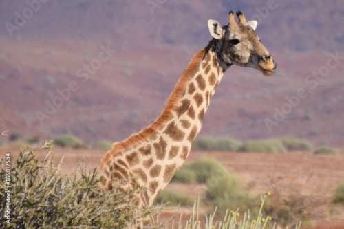 Girafe dans le Damaraland, Namibie, juillet 2017
