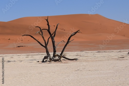 Désert du Namib, Namibie, Dead Vlei