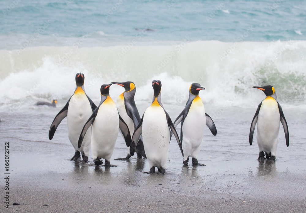 Obraz premium King penguin on beach Salisbury plain