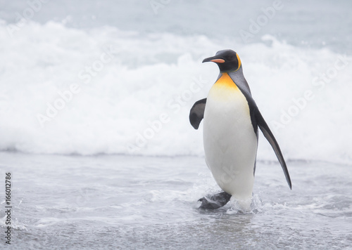 King penguin on beach Salisbury plain