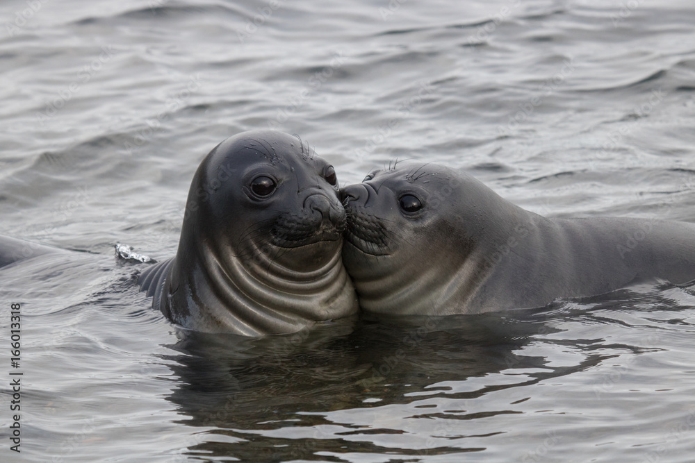 Obraz na plátně Funny elephant seals