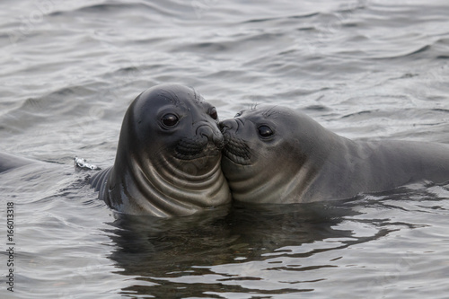 Fototapeta Naklejka Na Ścianę i Meble -  Funny elephant seals