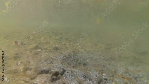 Small fish of the genus Pomatoschistus at the bottom in a shallow depth. The Tigulsky estuary, Odessa region, Ukraine (Black Sea) photo