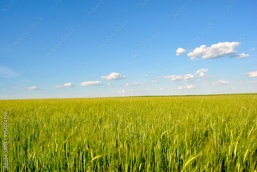 Field with green wheat (rye) on the hills, cloudy sky, Ukraine
