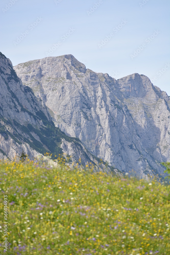 Fototapeta premium Bavarian Alps with flowers