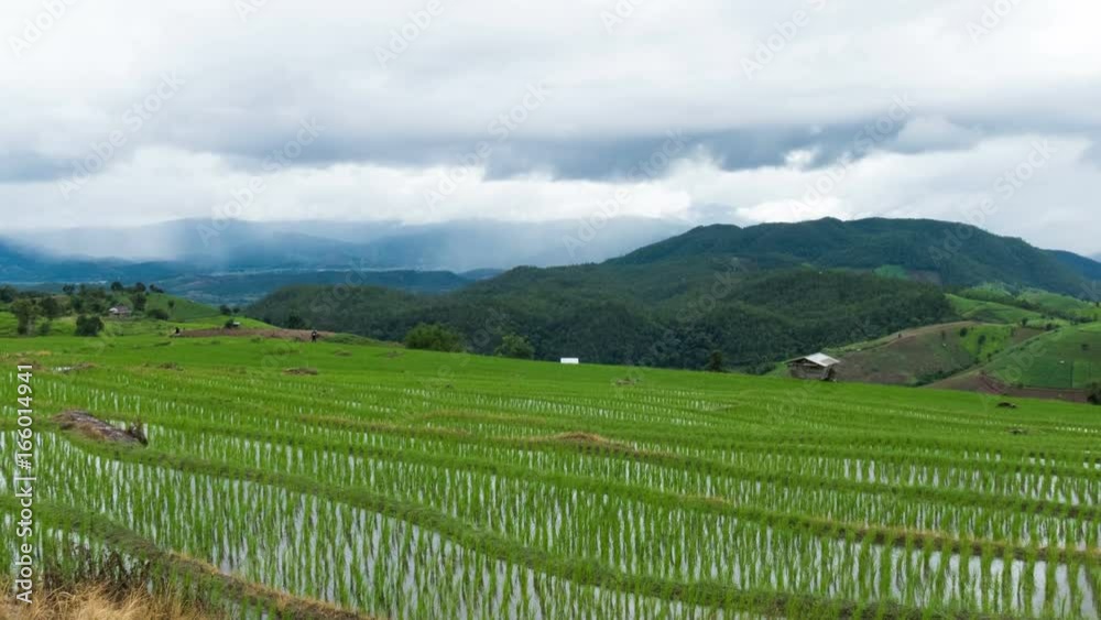 green rice field on terrace in mountain valley. beautiful nature landscape. cultivation, agriculture industry