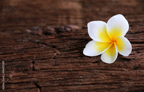 Plumeria on wooden table