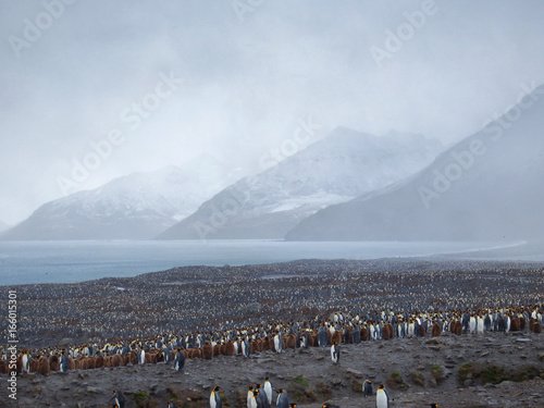 Largerst king penguin colony  South georgia