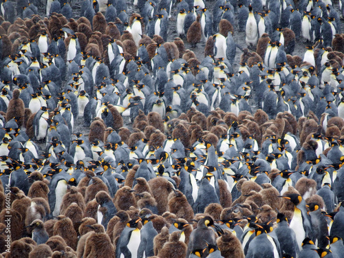 Largerst king penguin colony, South georgia © Valerie