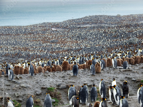 Foto Largerst king penguin colony, South georgia
