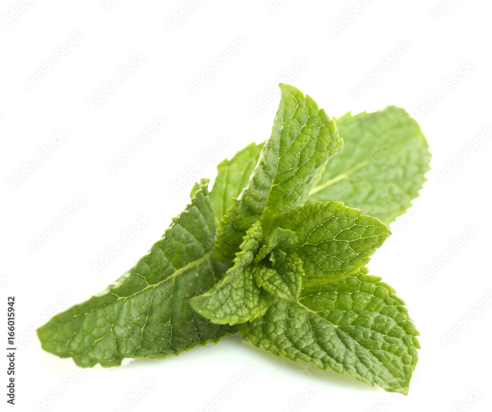 Fresh lemon balm leaves on white background Fresh lemon balm leaves on white background