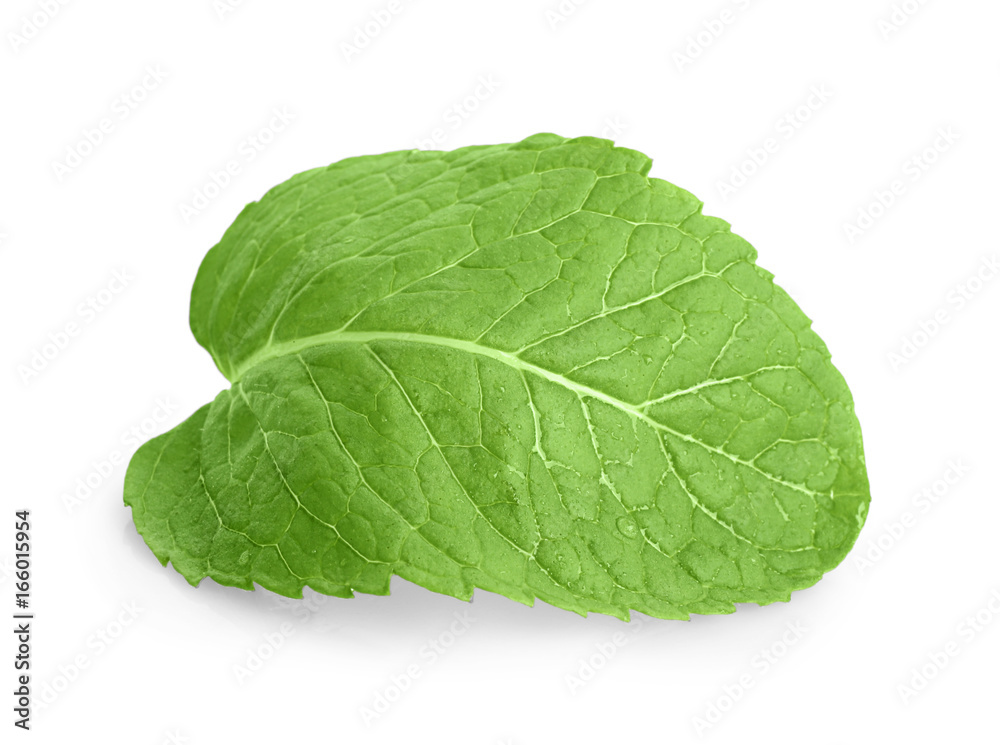 Fresh lemon balm leaf on white background Fresh lemon balm leaf on white background