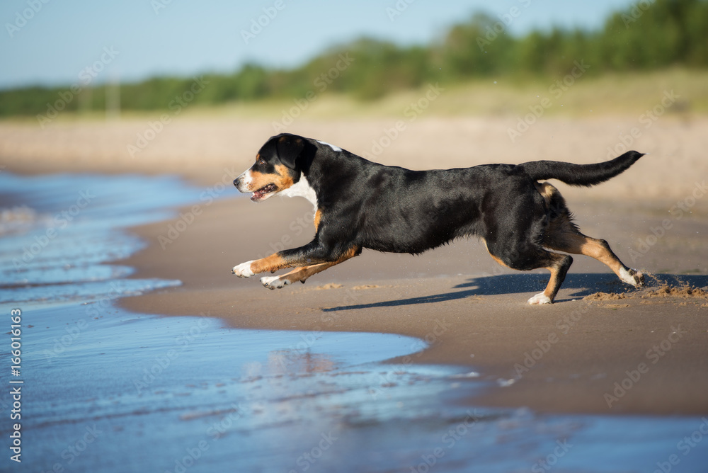 entlebucher dog running on the beach entlebucher dog running on the beach