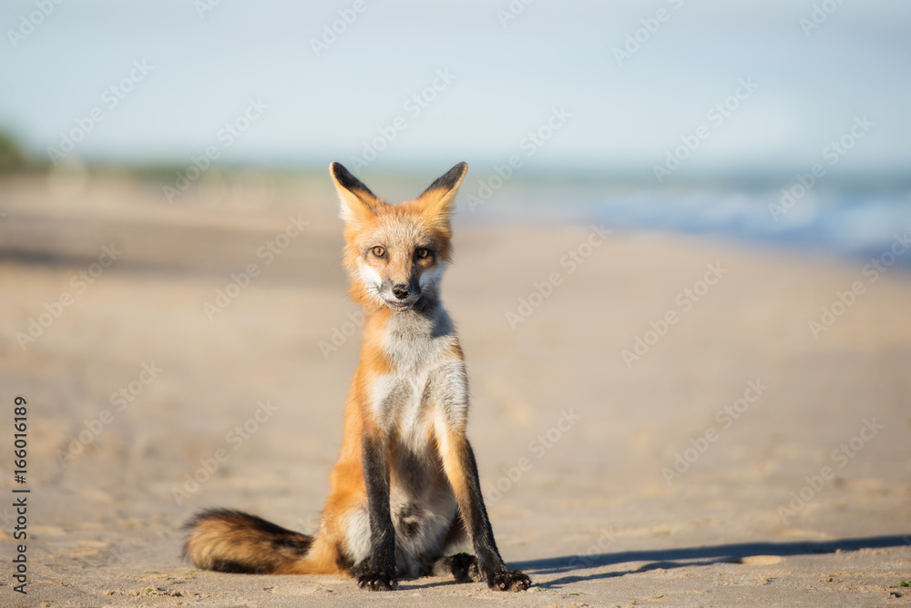 Fotografie adorable young fox sitting on the beach