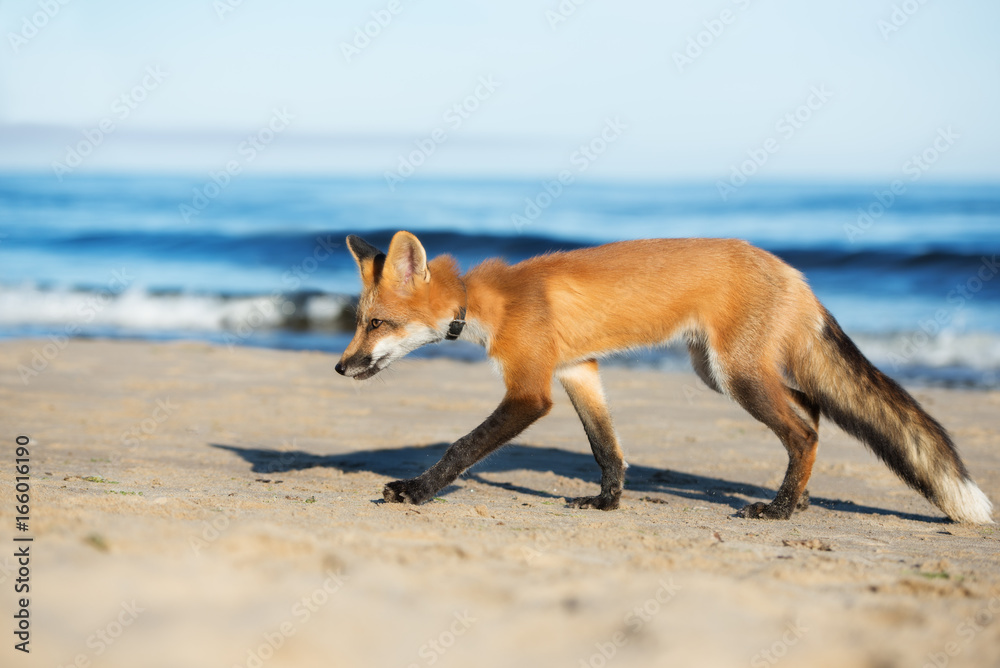 Fotografie adorable young fox walks on the beach