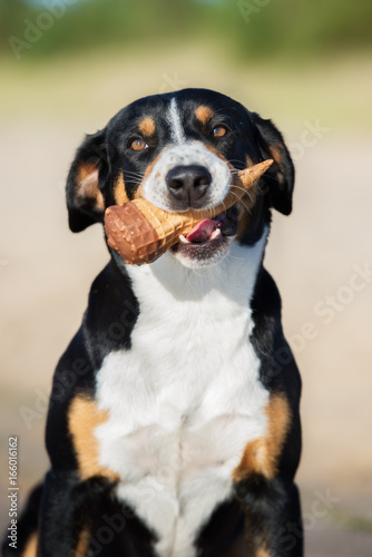 happy dog holding an ice cream cone