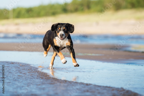 Appenzeller dog running on the beach