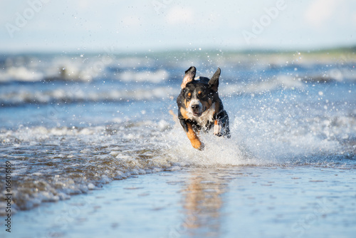 active dog running on water at the sea