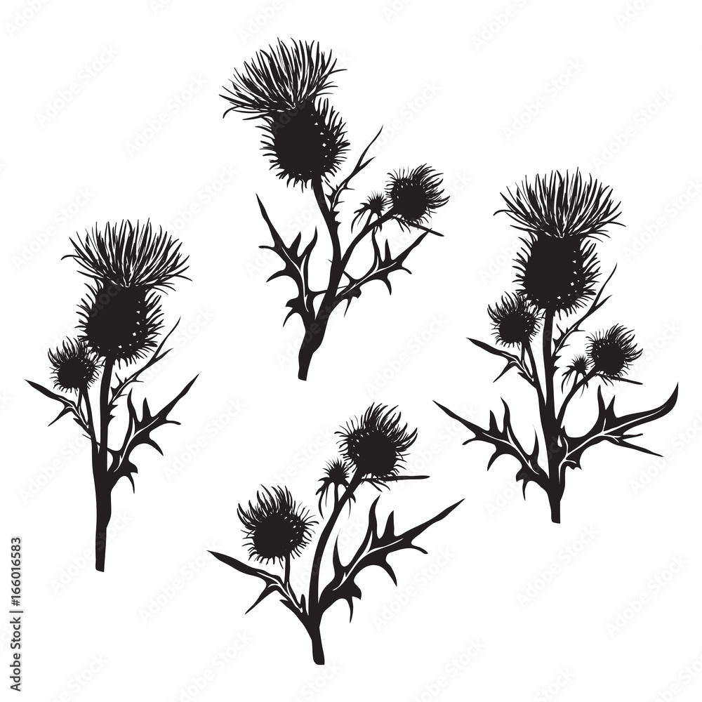 Fototapeta Decorative vector thistle (Carduus acanthoides)