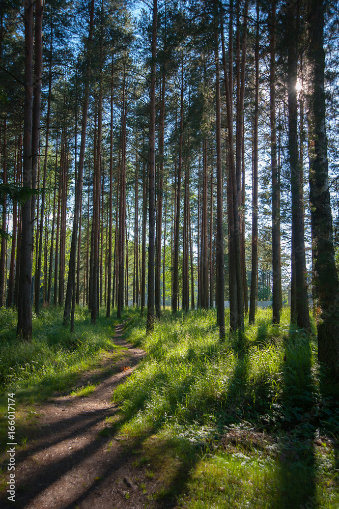 footpath to a pine forest