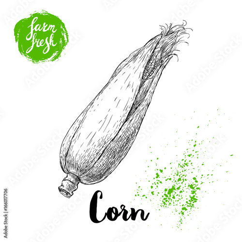 Hand drawn sketch style corn vegetable. Corncob with leafs and seeds. Farm fresh cereal vector illustration. Bio food.