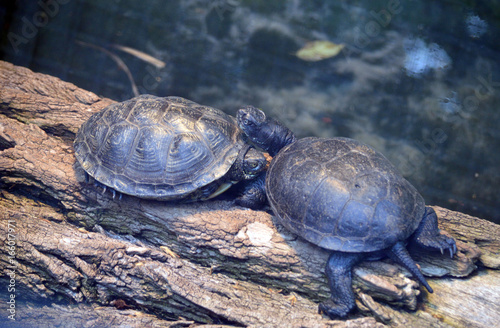 Schildkröten photo