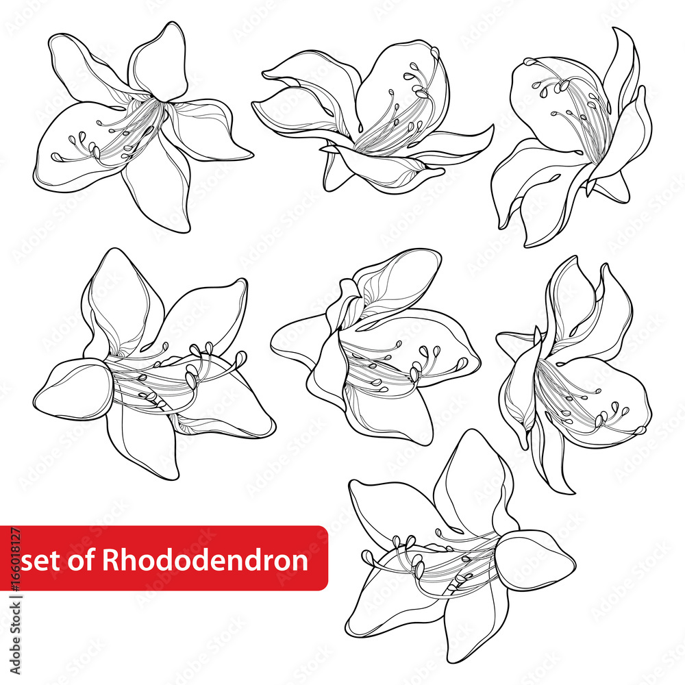 Vector set with outline Rhododendron or Alpine rose flower isolated on white background. Evergreen mountain shrub. Flowers in contour style for summer or herbal medicine design and coloring book.