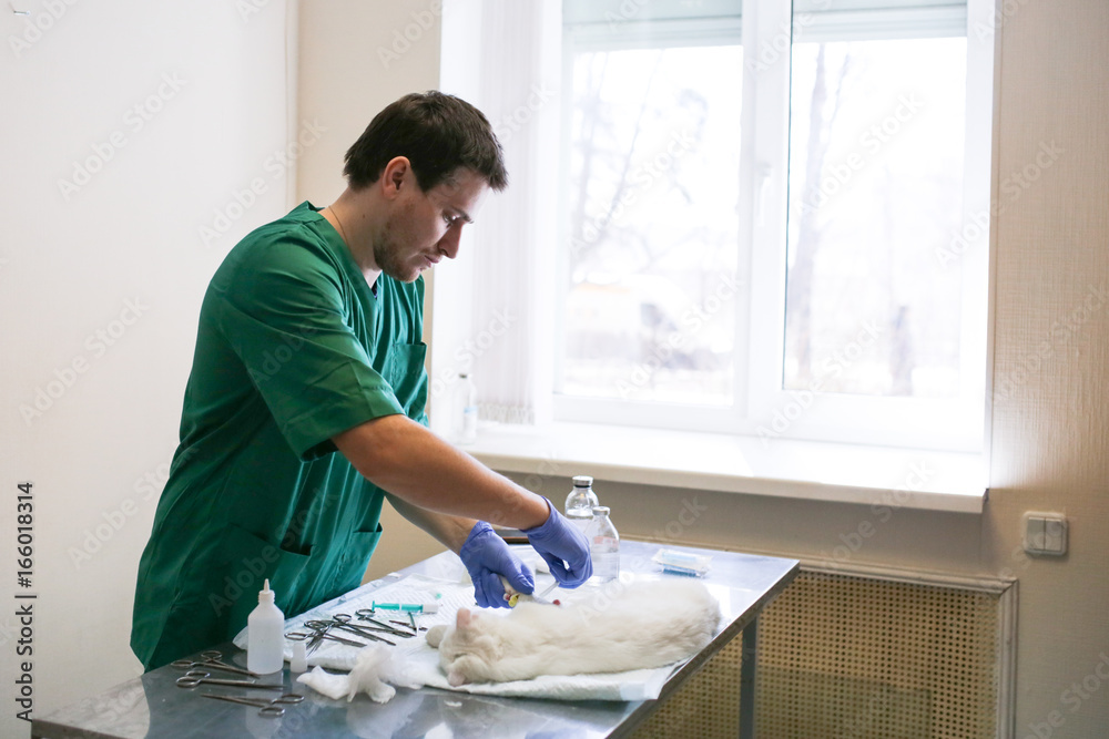 doctor in veterinary clinic is doing operation cat doctor in veterinary clinic is doing operation cat