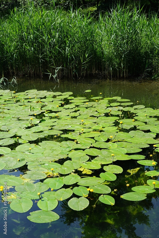Lotus Blüten im Gartenteich Lotus Blüten im Gartenteich
