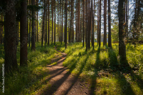 footpath to a pine forest