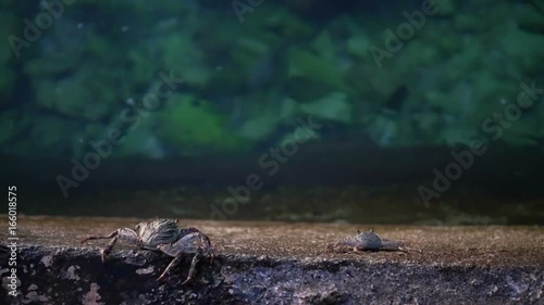 Wild crab crawling on concrete near sea shore in Maldives sea slow motion photo