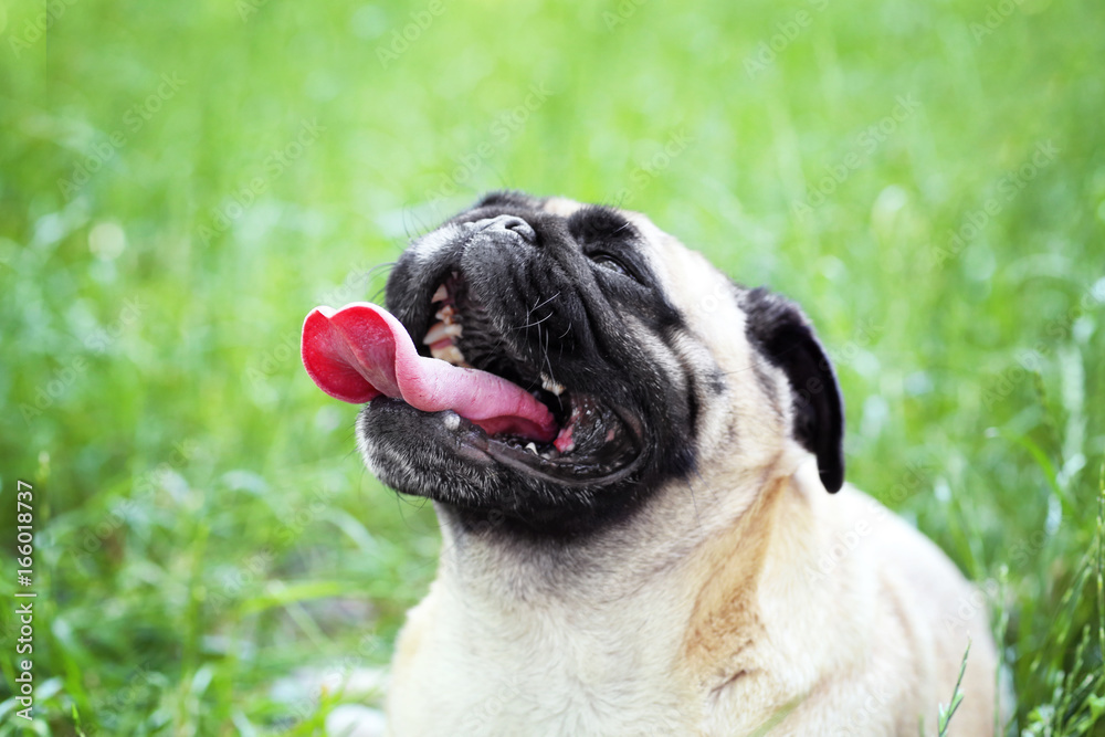 Cute dog lying on green grass Cute dog lying on green grass