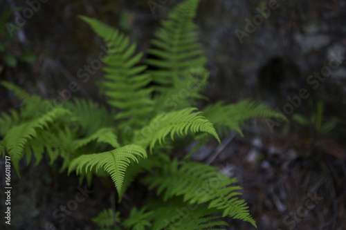 Beautiful dark background of the forest fern