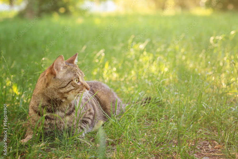 Cute cat lying on green grass in park Cute cat lying on green grass in park