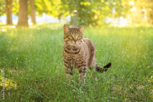 Fototapeta Naklejka Na Ścianę i Meble -  Cute tabby cat in park