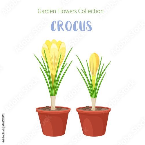 Spring flowers in flower pots. Irises, lilies of valley, tulips, narcissuses, crocuses and other primroses. Garden design icons isolated on white background