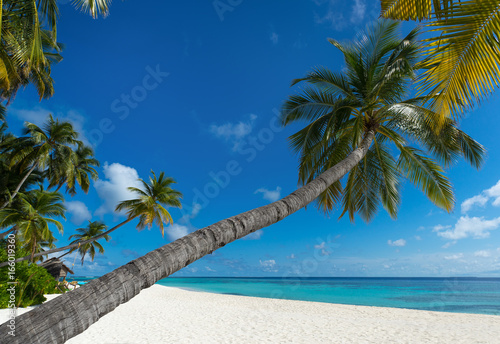 Fototapeta Naklejka Na Ścianę i Meble -  Palm tree on a tropical beach