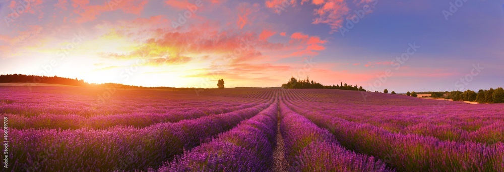 Panorama of lavender field at sunrise, Provence, France - obrazy, fototapety, plakaty 