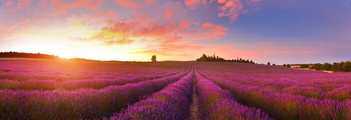 Leinwandbilder Purpur Panorama of lavender field at sunrise, Provence, France  © denis_333