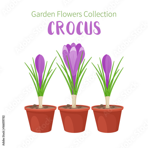 Spring flowers in flower pots. Irises, lilies of valley, tulips, narcissuses, crocuses and other primroses. Garden design icons isolated on white background