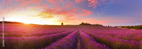 Panorama of lavender field at sunrise, Provence, France