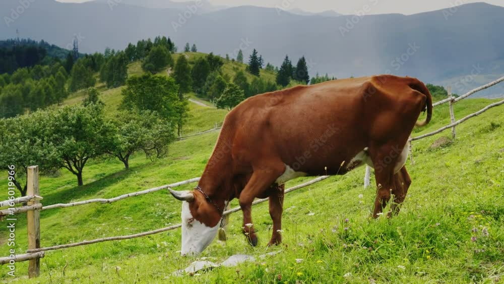 A cow with a bell on his neck grazes in a picturesque place against the backdrop of the mountains. She is annoyed by flies A cow with a bell on his neck grazes in a picturesque place against the backdrop of the mountains. She is annoyed by flies